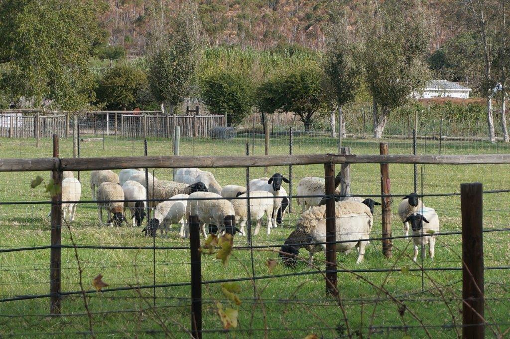 Long Acres Cottages Montagu Bagian luar foto